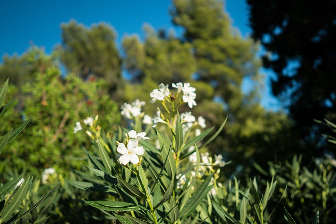 Domaine De Saint Clair Bed & Breakfast Aix-en-Provence